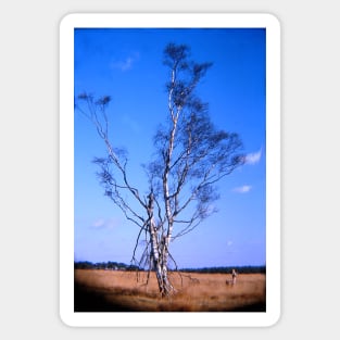 Birch-tree Sticker